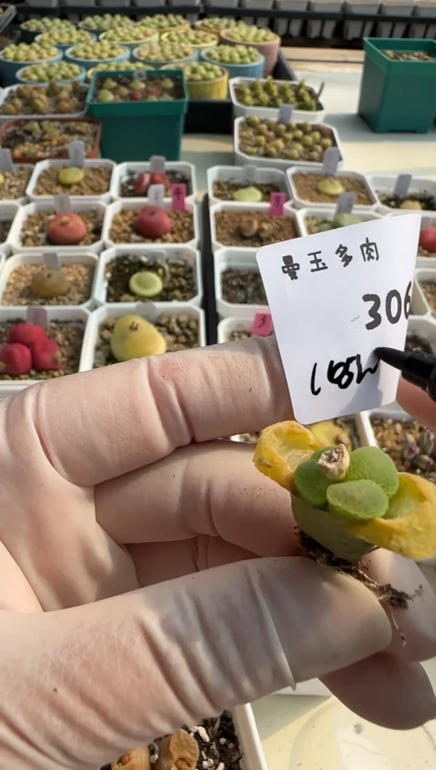 【闪购商品】3.9-306