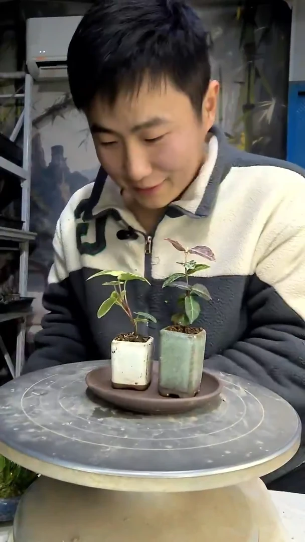 南***木中青园艺一物一拍花138