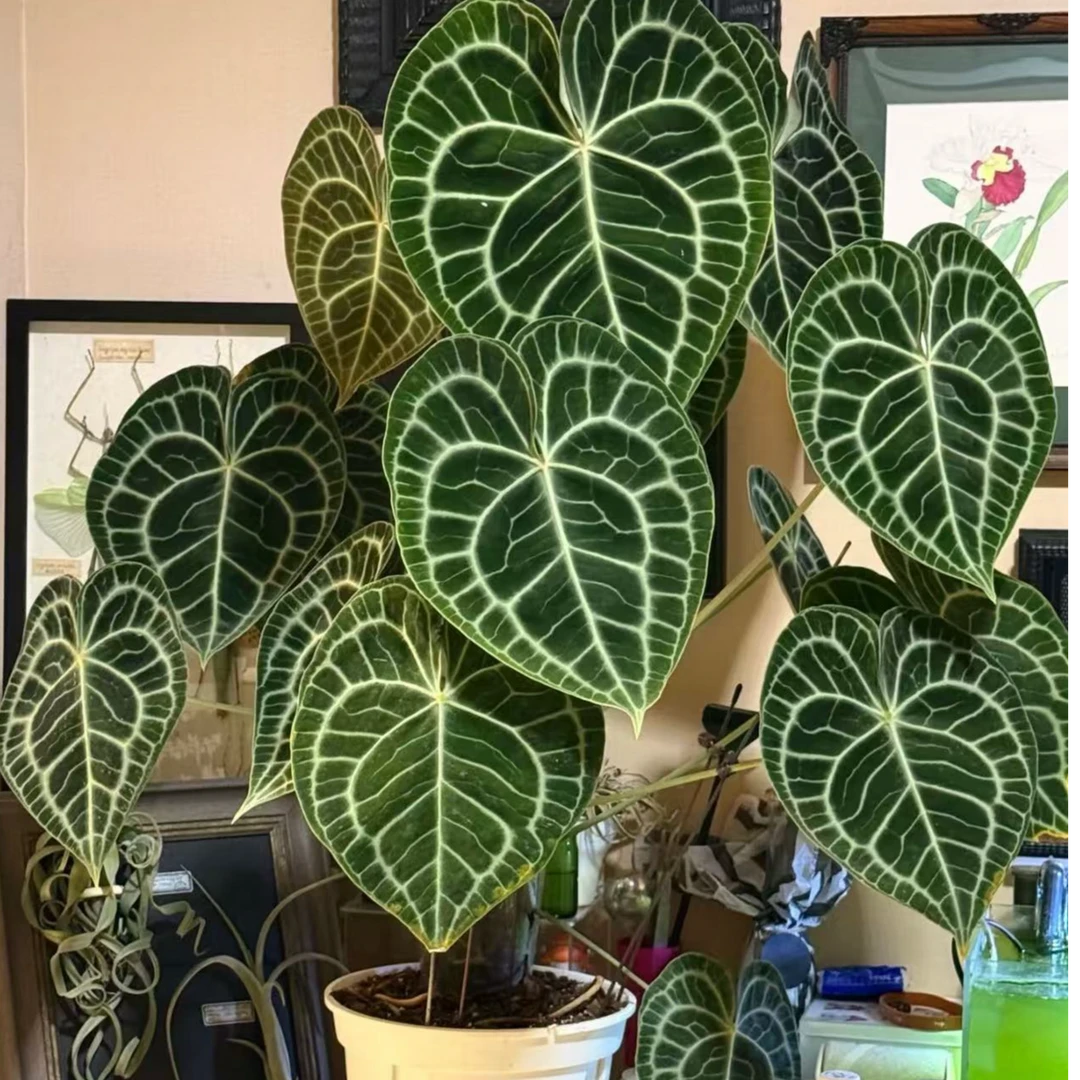 克莱恩花烛室内高端热植盆栽直播间下单