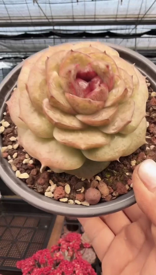 东云多肉园新款-243