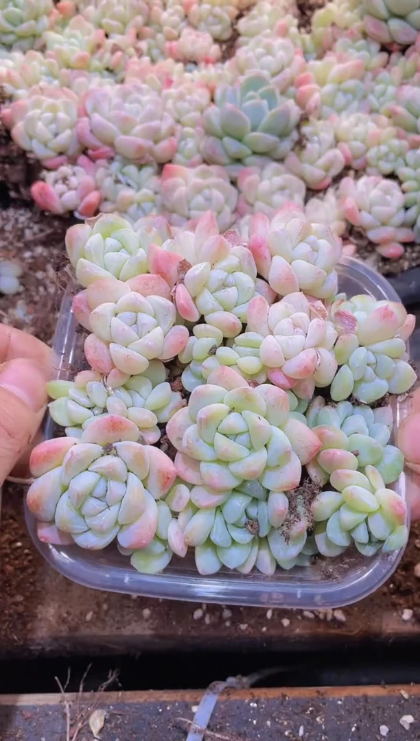 【闪购商品】006琥珀白冰量拍1盒