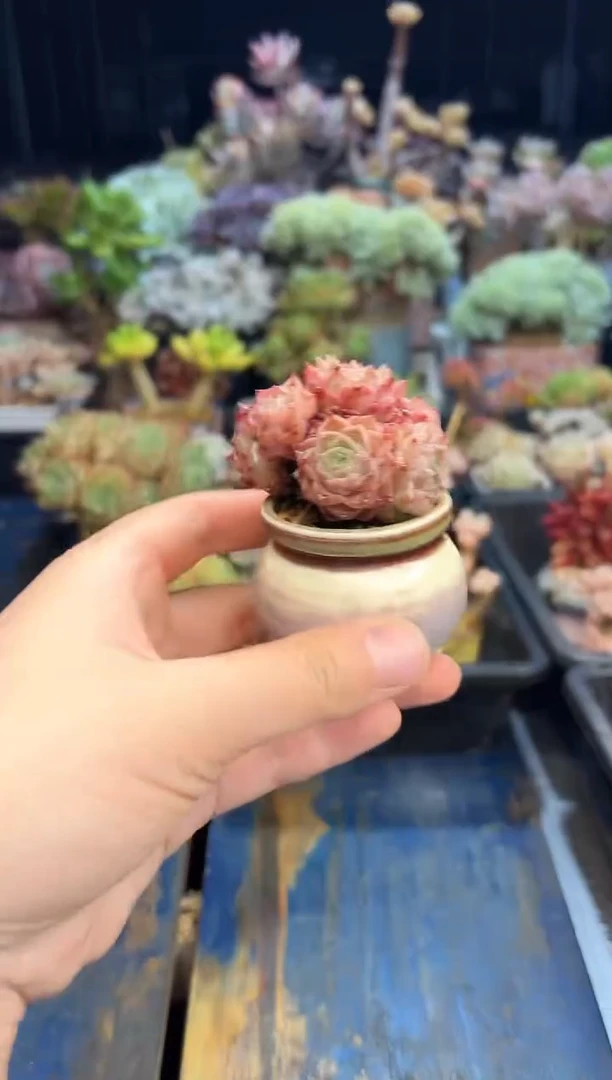 559        不带盆