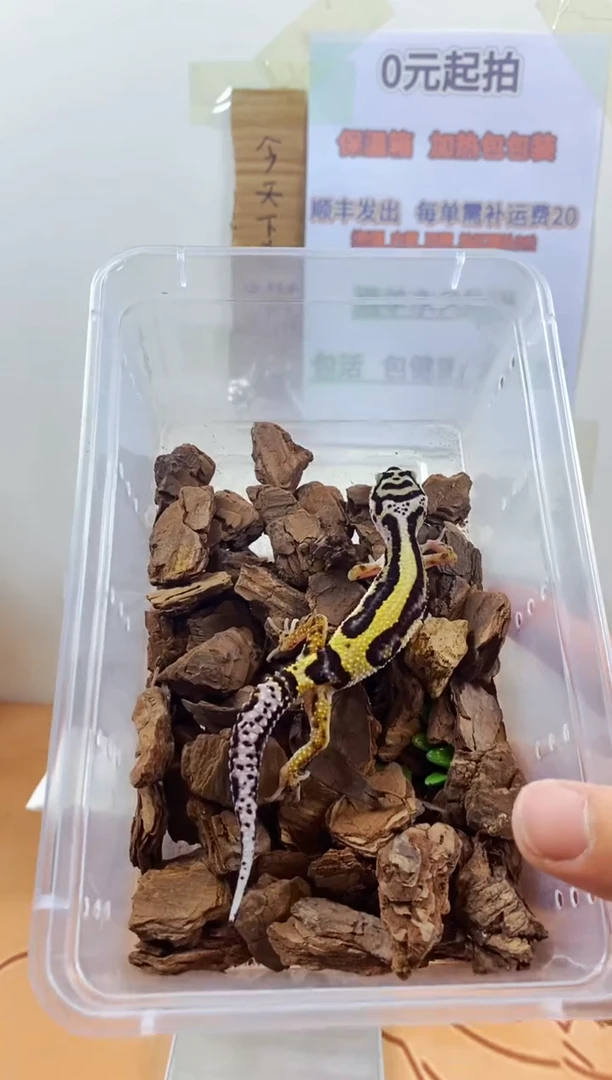 豹纹守宫豹纹守宫幼苗亚成体成体肥尾