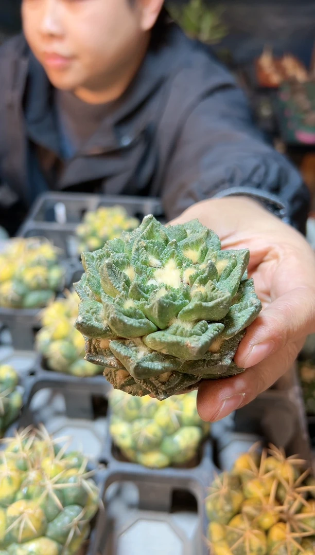 【闪购商品】晚11号苗接无根龙角龟6.8公分