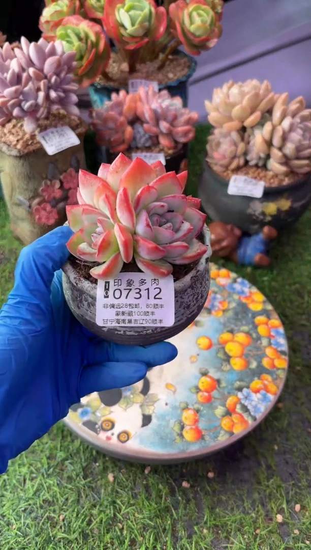 昆明印象多肉07312