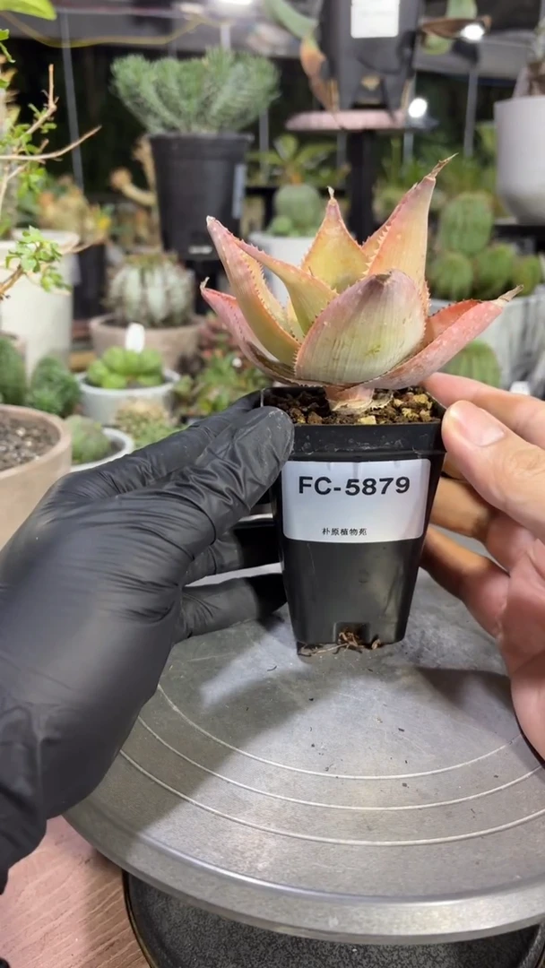 伊玛洛特芦荟FC-5879