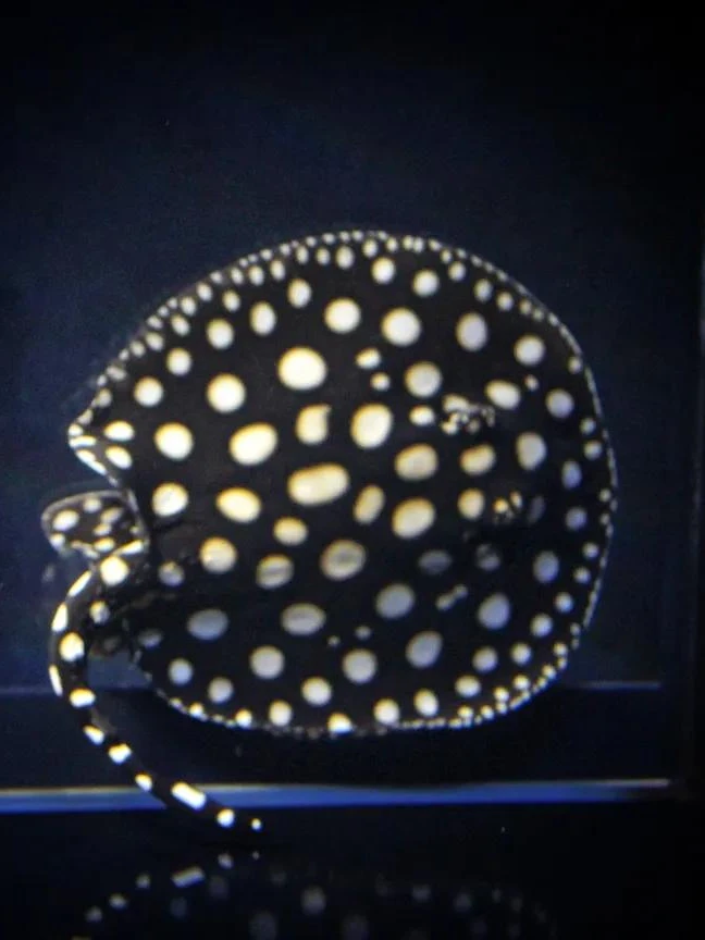 渔场一手繁殖魟鱼