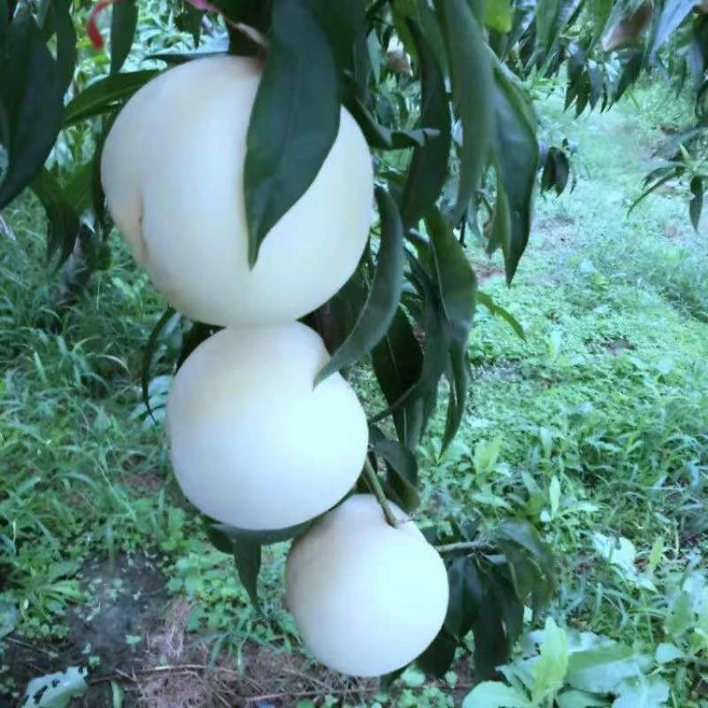 桃树苗嫁接特大白玉桃苗南北方种植盆栽地栽庭院早熟晚熟当年结果