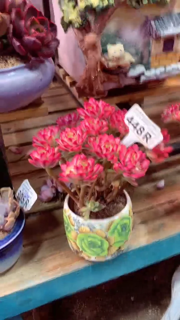 d****m448R（一物一拍，精品多肉，所见即所得 ）