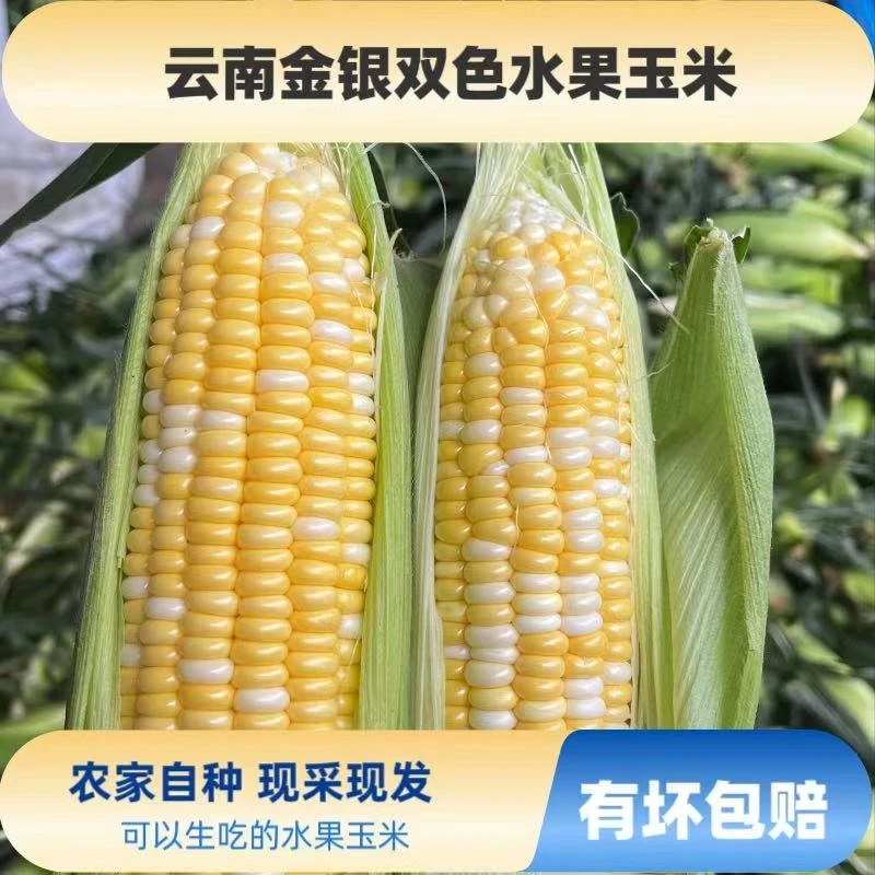 云南金银双色水果玉米带壳新鲜甜玉米爆浆即食