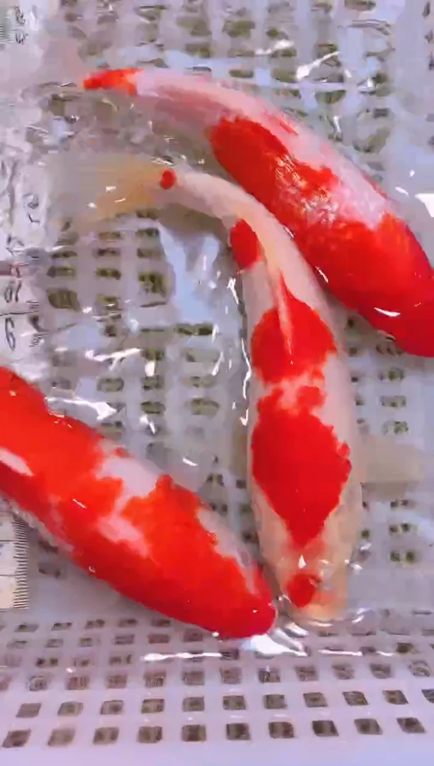 锦鲤冷水观赏鱼全场包邮70