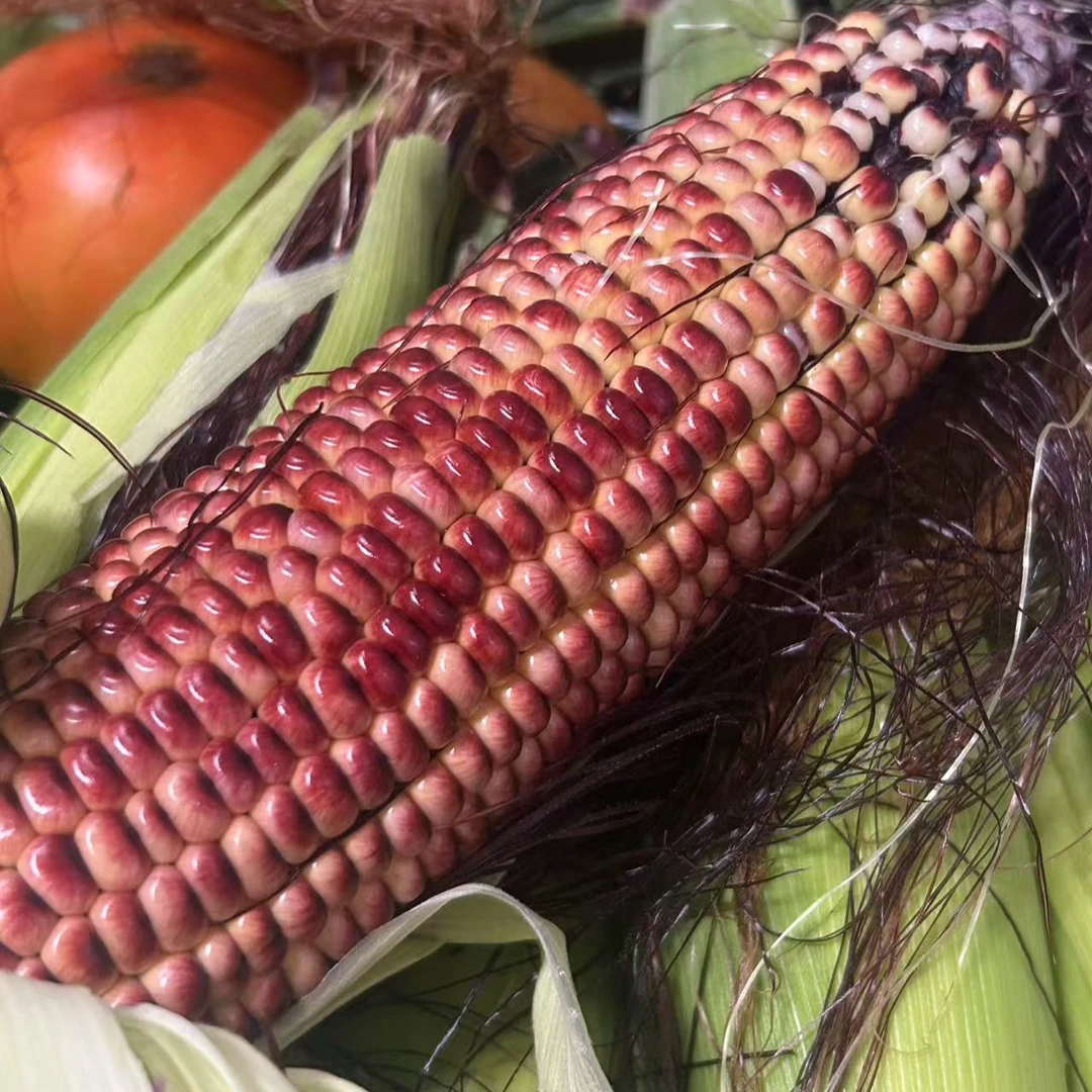 新鲜甜糯黑玉米富含花青素非转基因可代餐早餐（10个装）