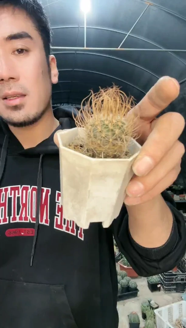 【闪购商品】草刺娇丽1111111