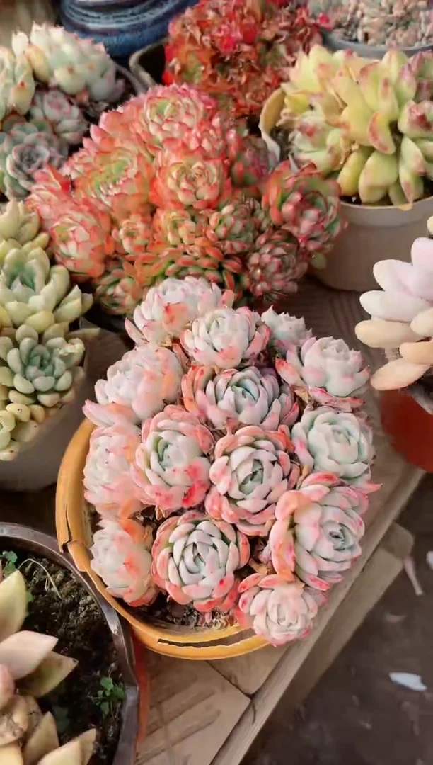 【闪购商品】19384多肉