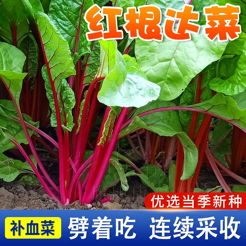红根达菜种籽 红色牛皮菠菜菜种子 甜叶高产简单蔬菜四季种植种子