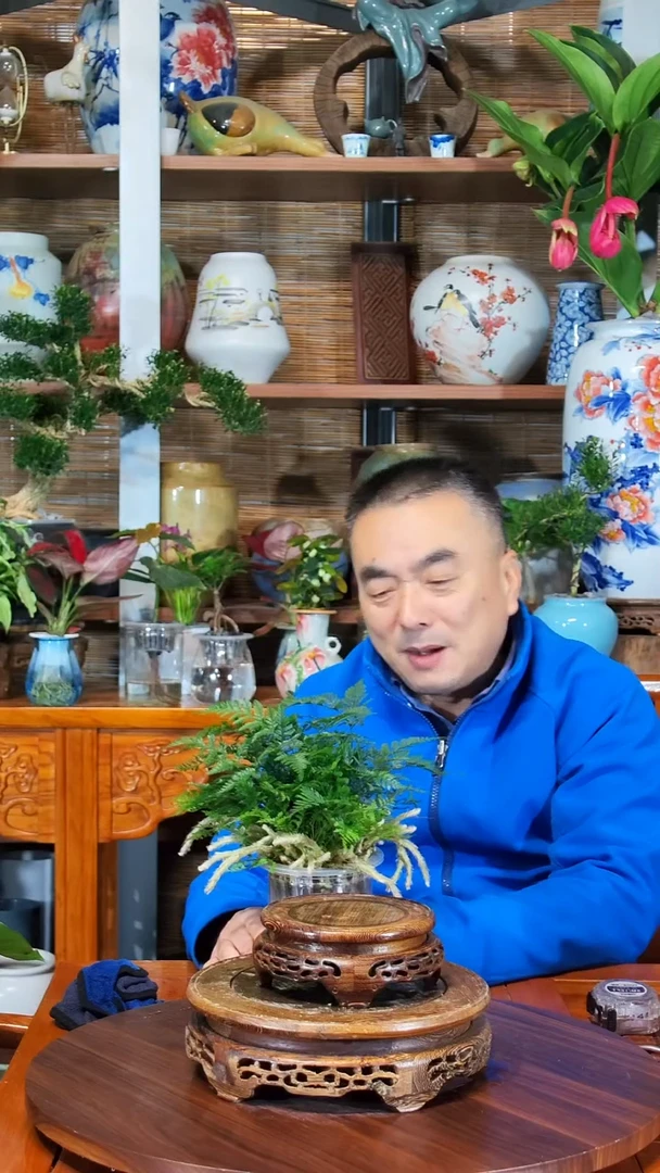 全部花苞先****嘿水之韵水培狼尾蕨