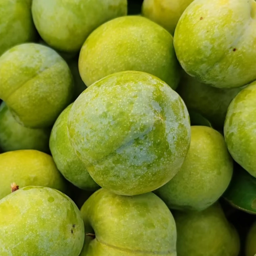 1四川高山脆蜜李大果 又脆又甜 当季新鲜四川省