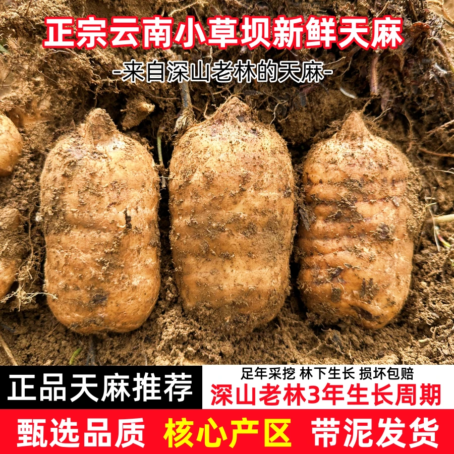 【山货】正宗云南昭通小草坝天麻昭通天麻滋补养生新鲜带泥整箱包邮