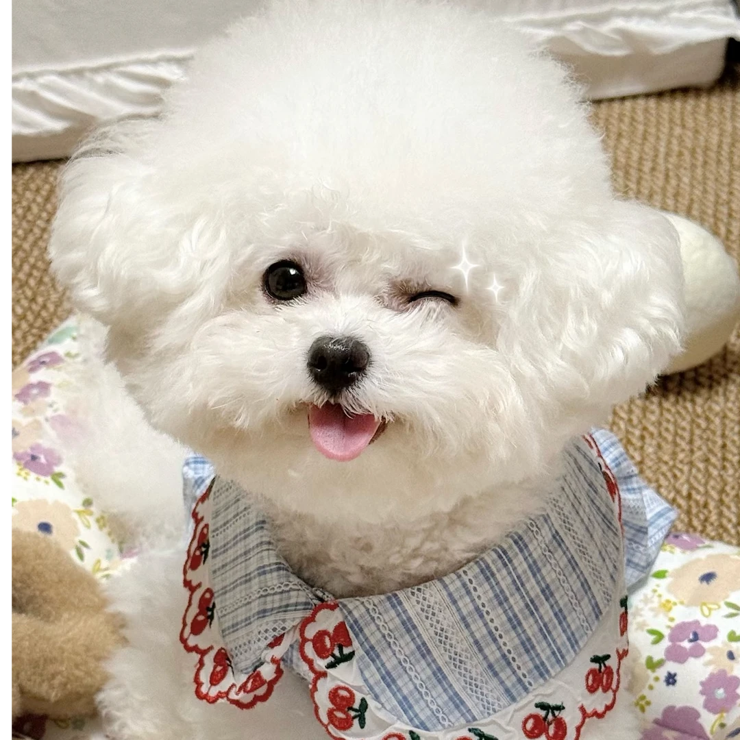 老四犬业 活体宠物全品类