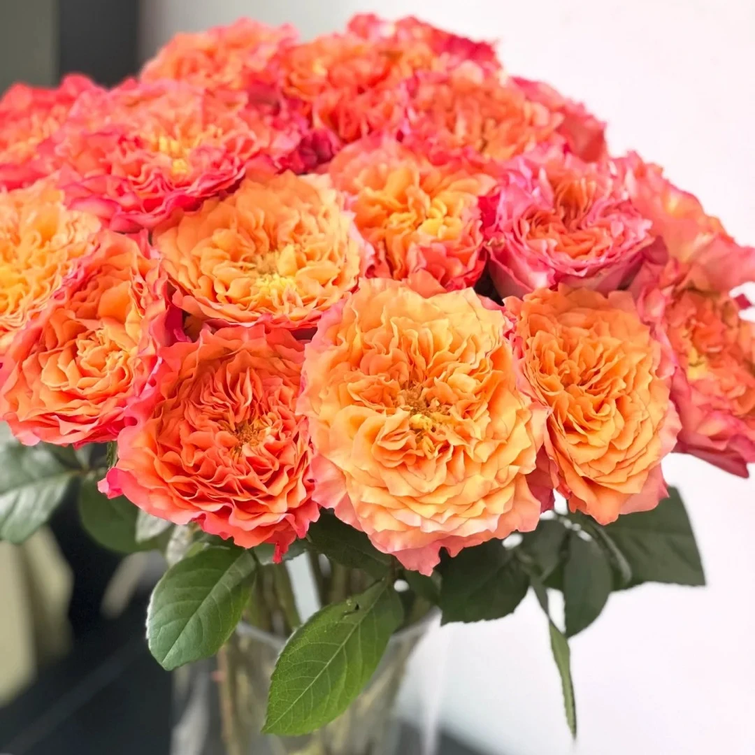 【火灵鸟】 一单也包邮  两单加品牌营养液5包  云南基地直发鲜花