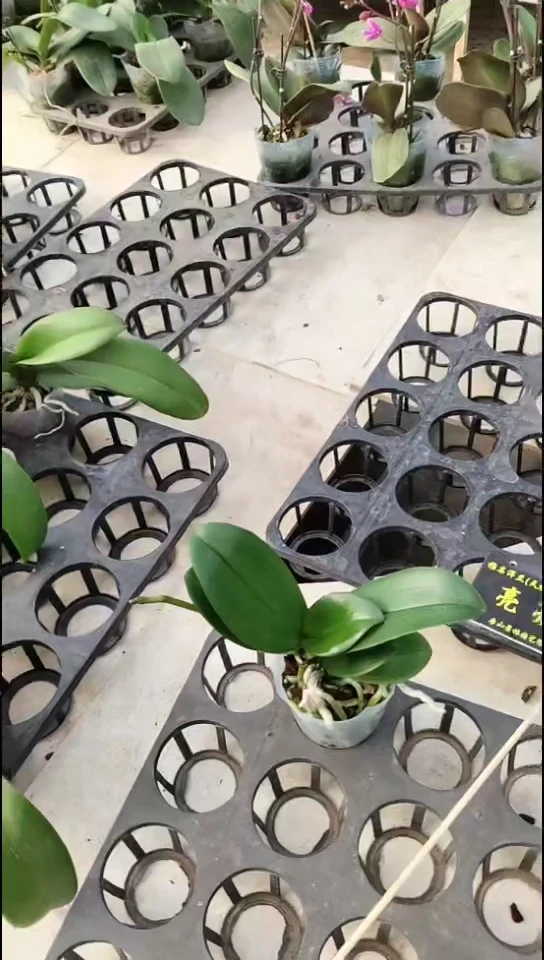 完全开放樱兰福利