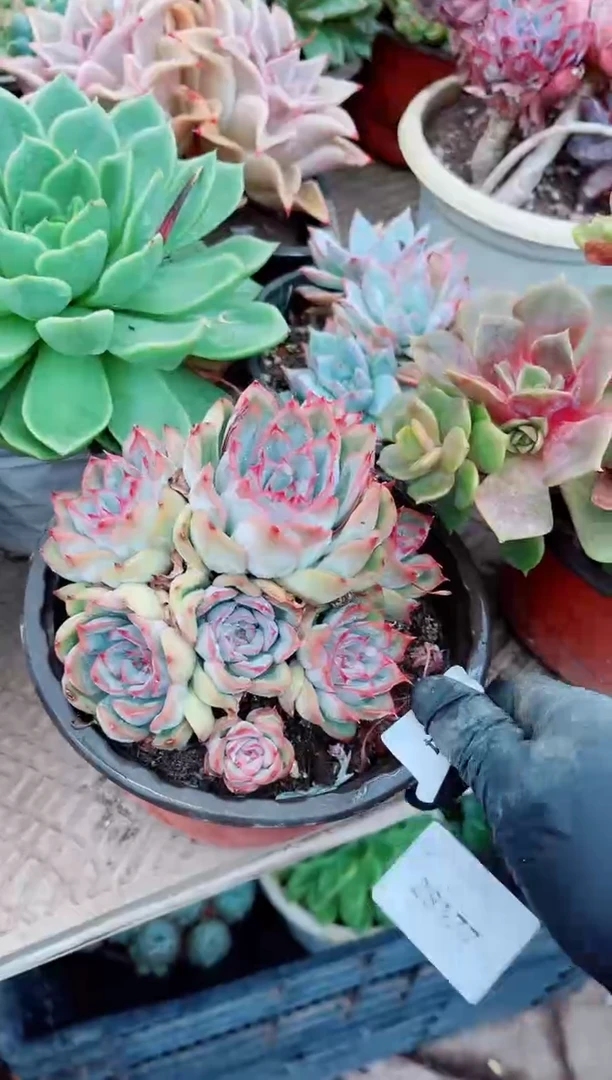远*28174多肉植物一物一拍