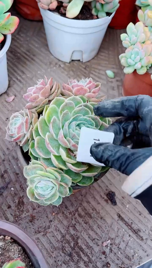 d*14201肉植物一物一拍