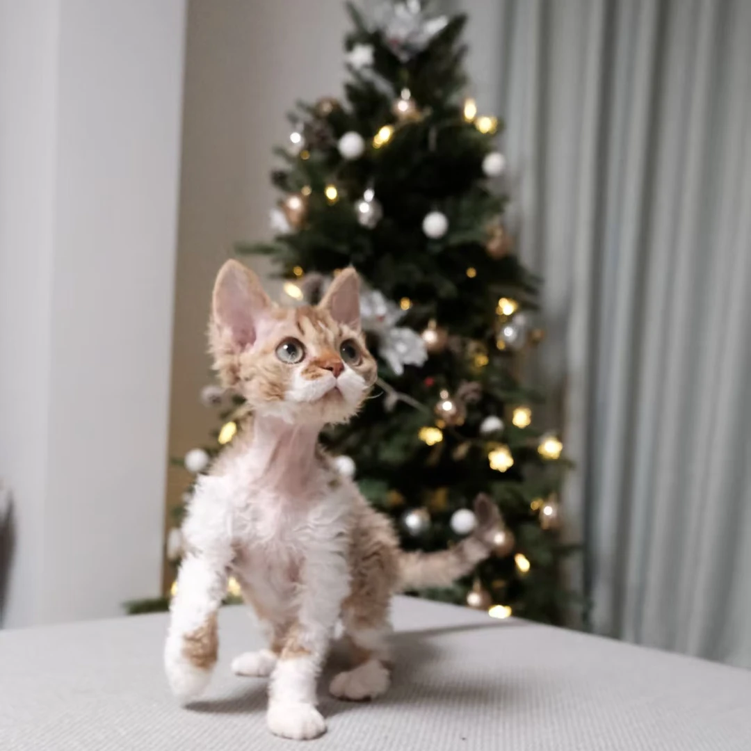 MU家超级甜美德文卷毛猫