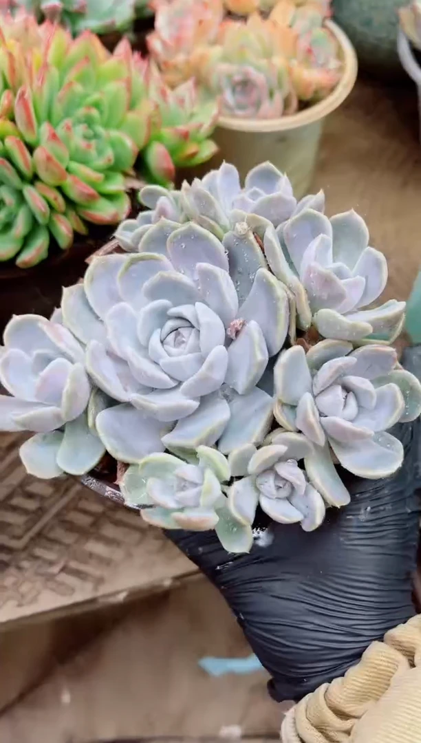 海*02024多肉植物一物一拍