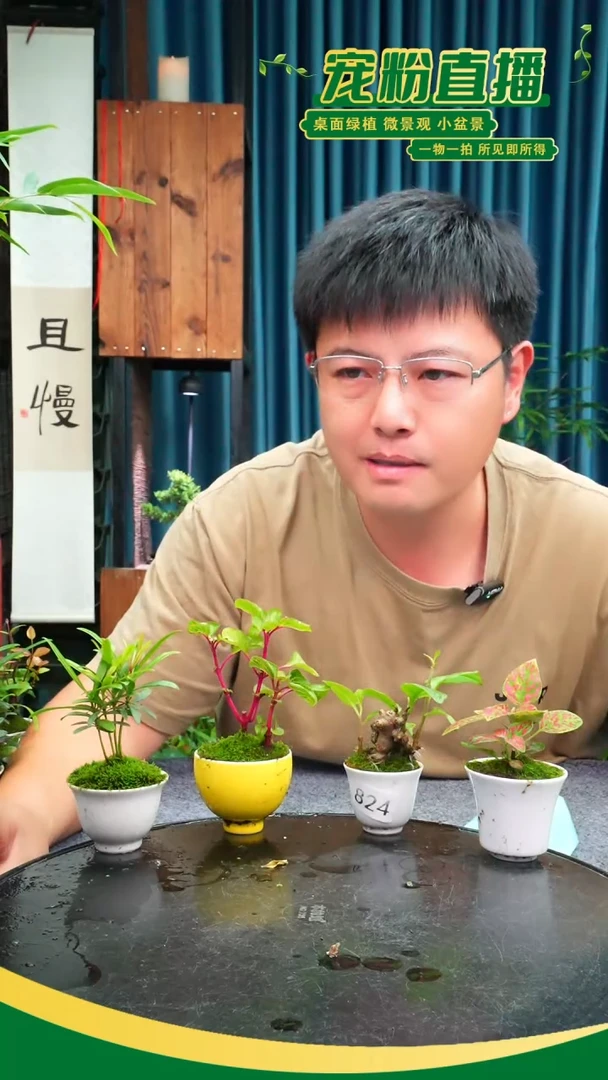 无花朵用****3苔藓微景观824号