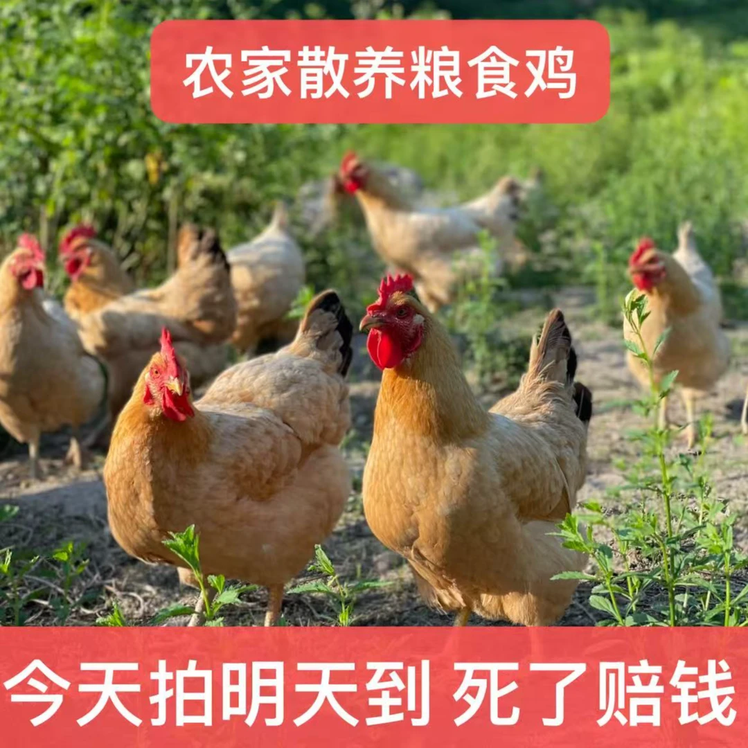 农村散养土鸡正宗一斤七粮食鸡【到手5只】