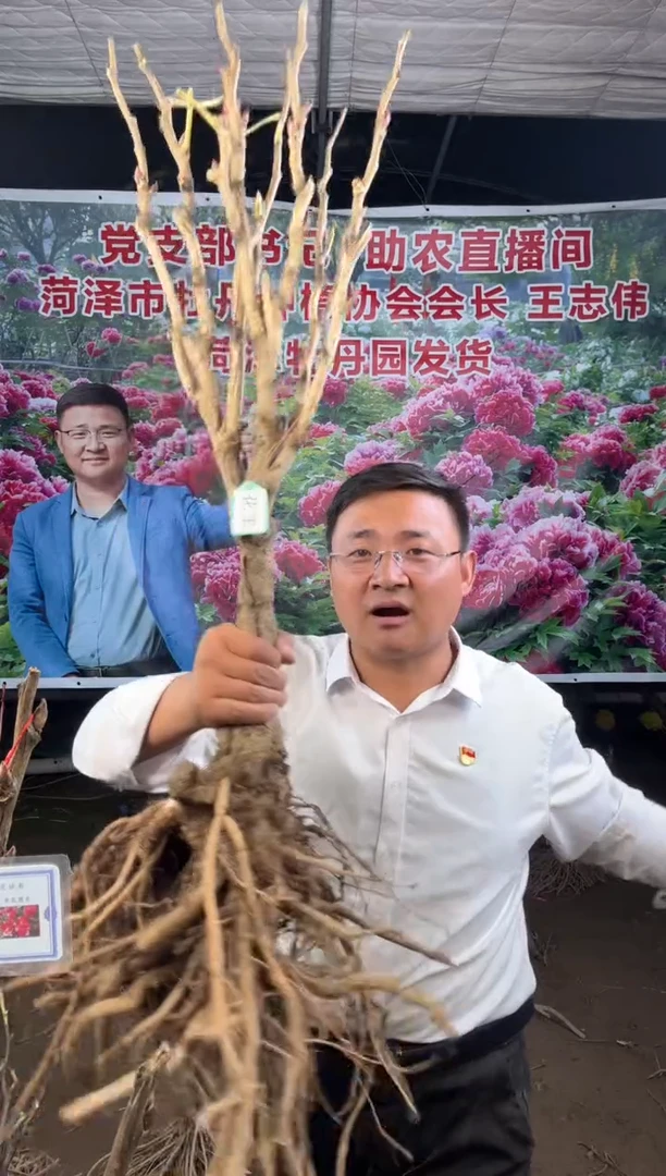 闪购菏泽牡丹园 花王12