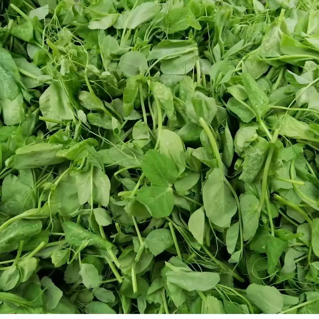 四川新鲜现摘豌豆尖时令蔬菜可用于煲汤炒菜火锅食材