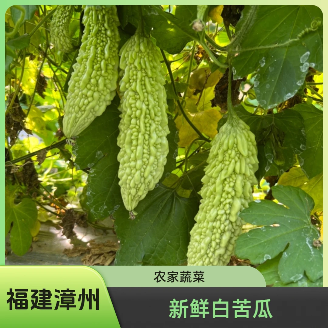苦瓜 白苦瓜 新鲜苦瓜 3斤 福建漳州 农家菜 应季蔬菜 现采现发
