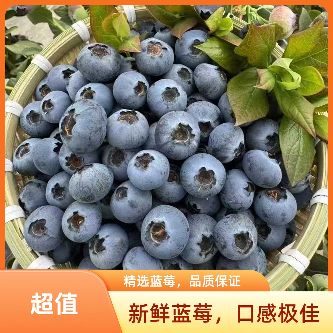 【花香蓝莓】云南澄江抚仙湖香甜高山花香蓝莓现采现发顺丰空运