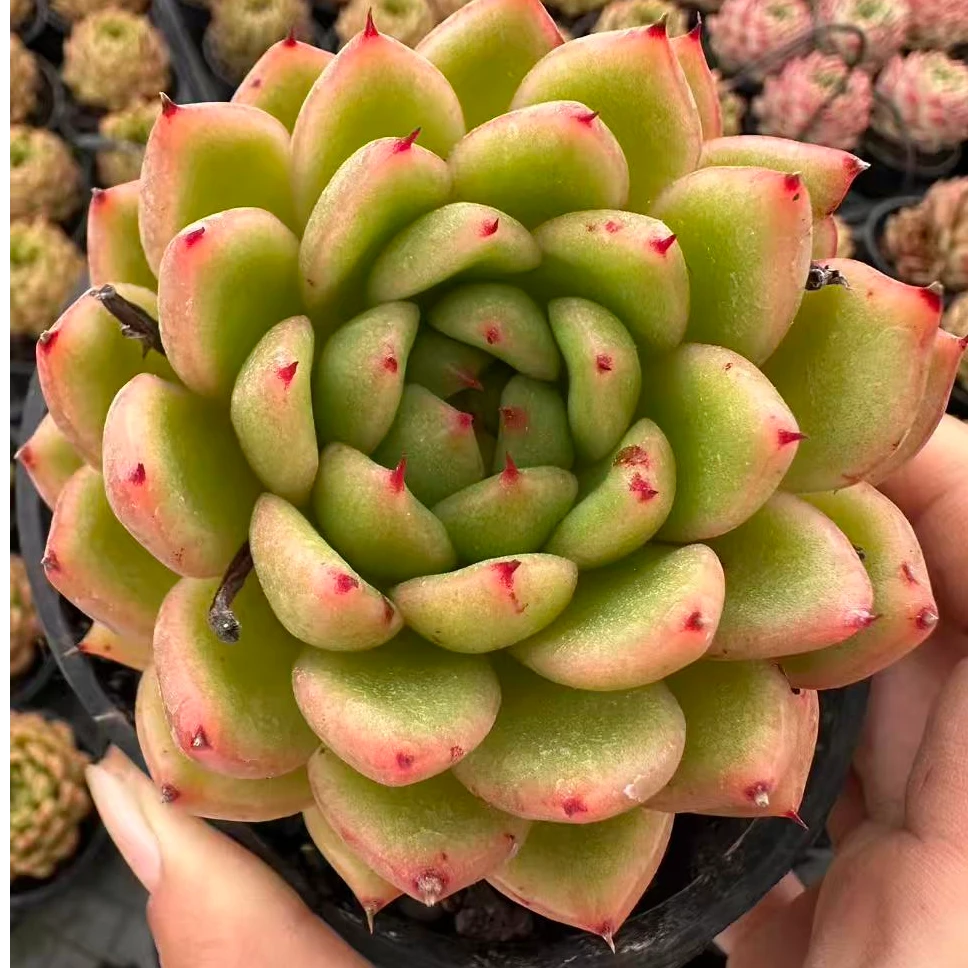 8#胖金璃多肉植物  前男友精品多肉
