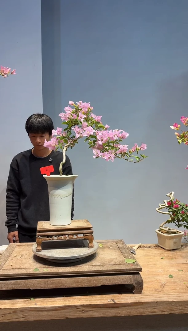 以实际为准从****…三角梅39