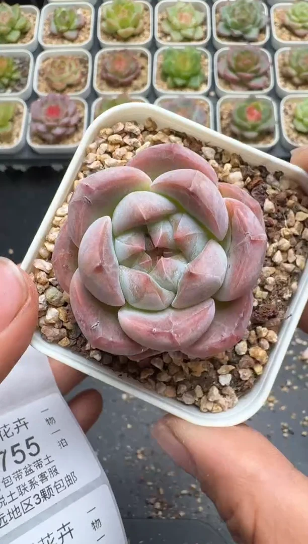 754E云禹多肉植物 带盆土纸巾打包 3颗包邮