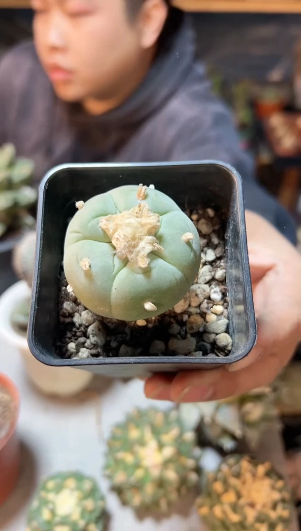 【闪购商品】晚13号实生银4.3公分