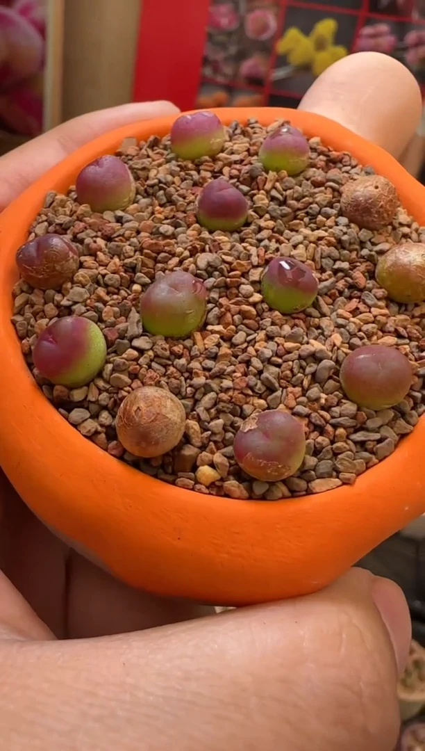 【闪购商品】21-2一颗