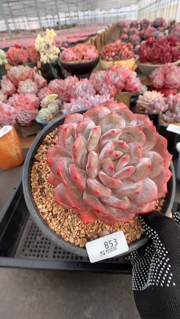 853蒙克多肉植物一物一拍