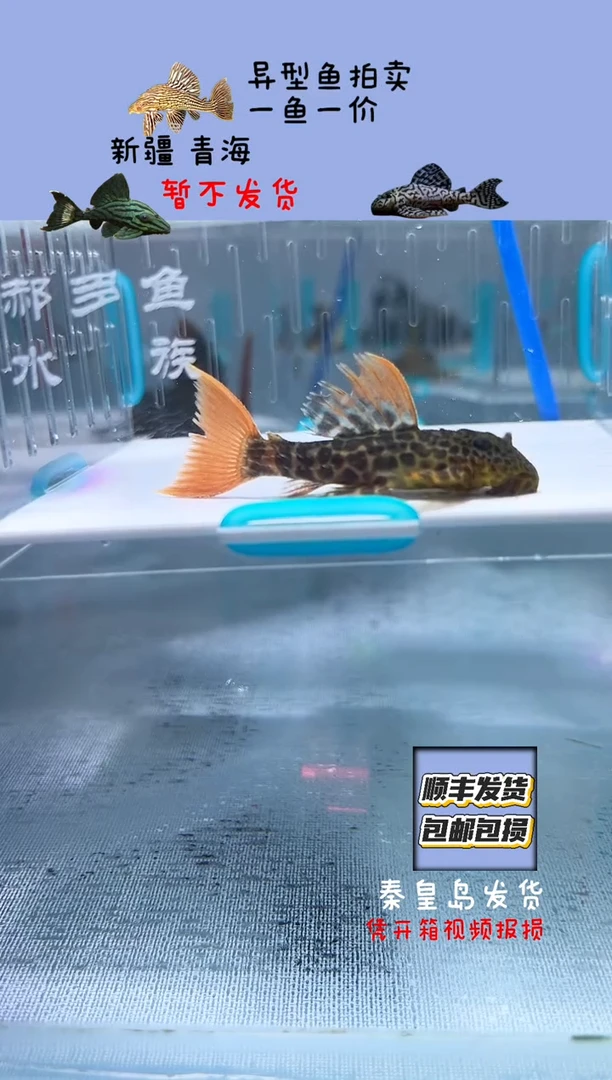 清道夫5.5不包入缸损54