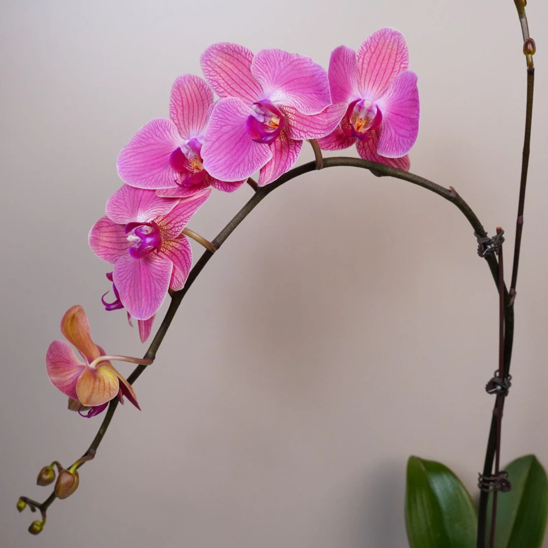 悠花里蝴蝶兰（3.0寸）【恋恋笔记】带花带花苞发货