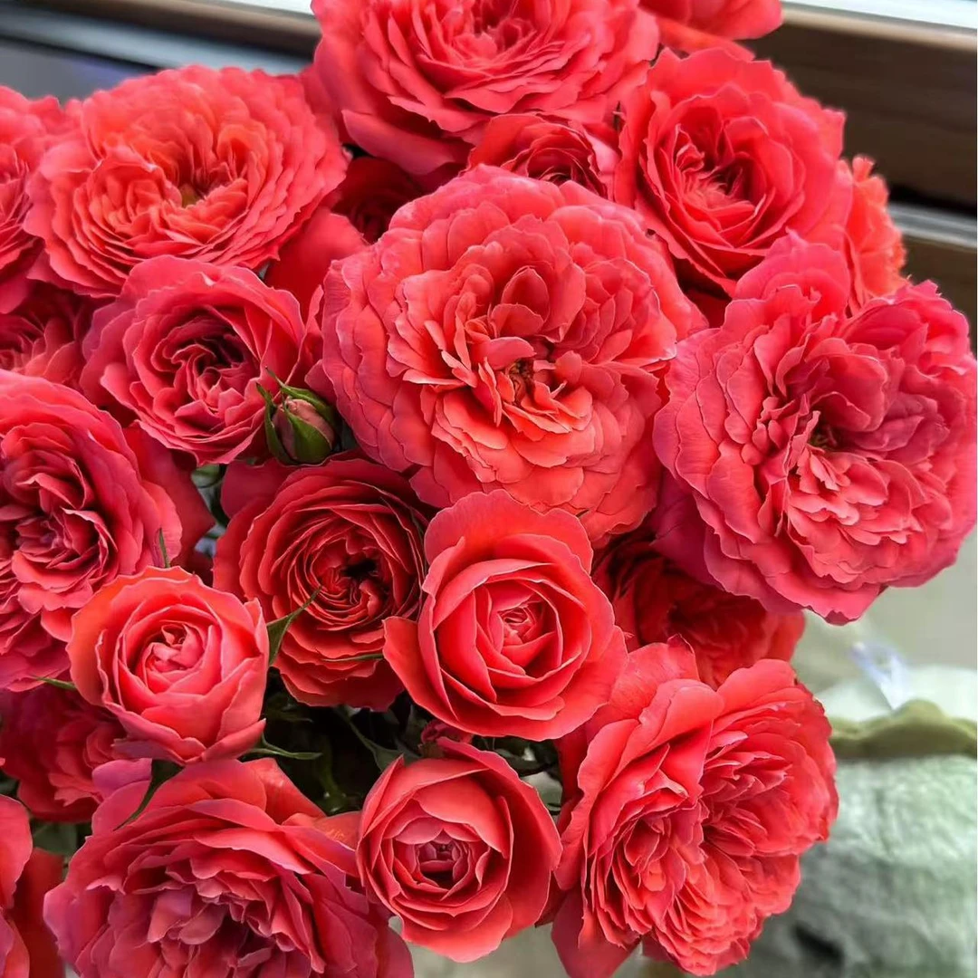 （牛牛甄选）AA级珊瑚果汁多头玫瑰 云南基地现采现发 一单也包邮