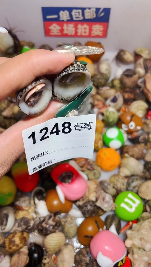 陌派甄选寄居蟹1248