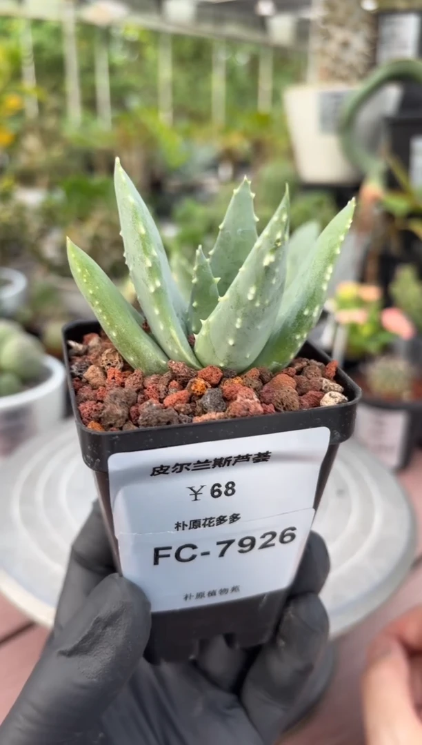 皮尔兰斯芦荟FC-7926