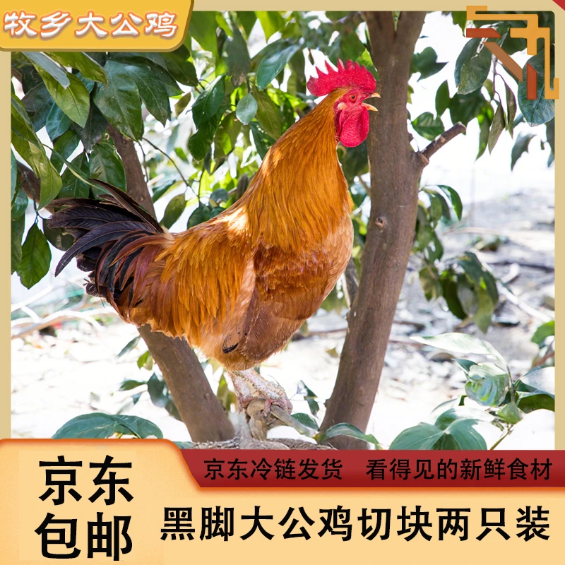 山东散养黑脚大公鸡！切块两只装总净重九斤三两以上 五谷杂粮喂养