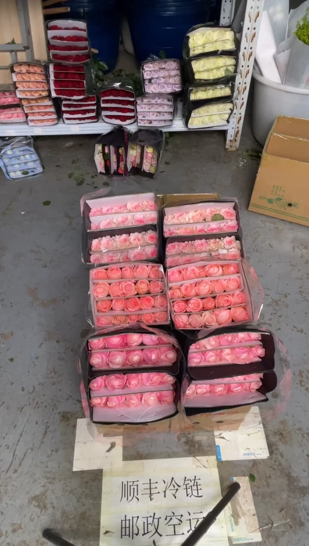 凯瑟琳20枝+戴安娜20枝+洛神20枝