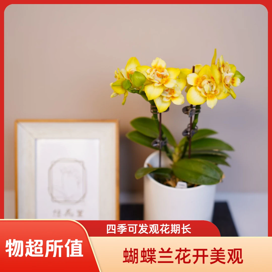 悠花里蝴蝶兰【黄色蝙蝠侠】2.5寸带花带花苞开花株发货