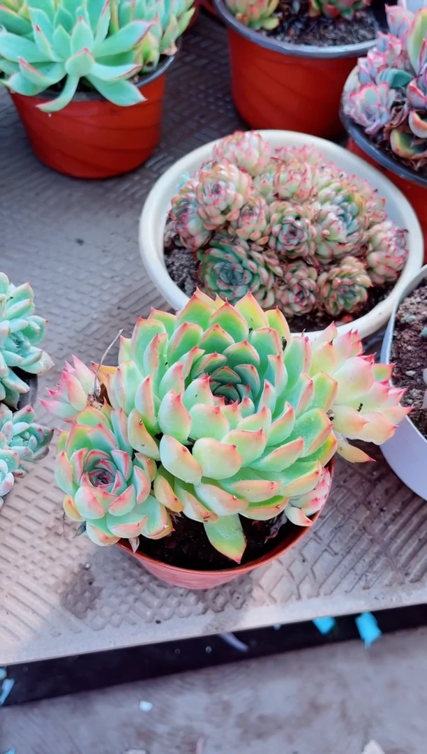 莹*植物一物一拍17200